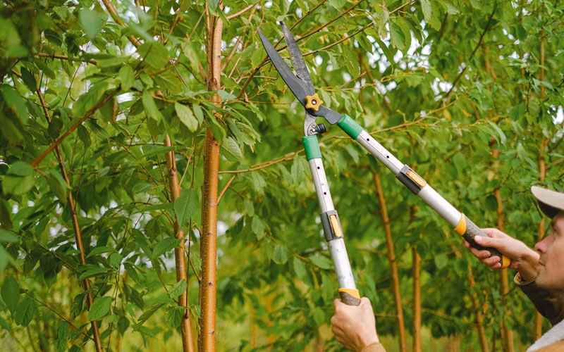 Tree trimming in Rowland Heights, CA
